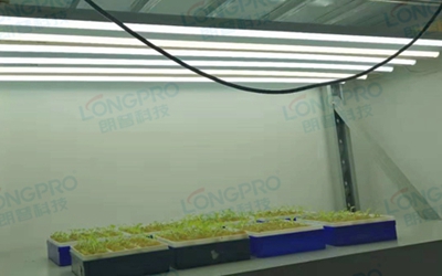 UV紫外線照射實驗：植物如何應對自然環(huán)境中的紫外線威脅？